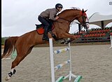 KWPN из Германии 7 лет