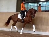 классный 4л. мерин