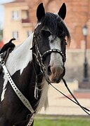 СПОКОЙНЫЙ МЕРИН