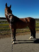 Под всадника любого уровня 