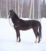 Уэльская кобыла, сектор В