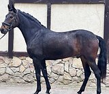 МЕРИН В ЛЮБУЮ ДИСЦИПЛИНУ