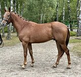 Мерин 2022 г.р, торг