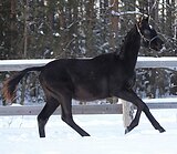 МОЛОДОЙ ЖЕРЕБЧИК • ШИКАРНЫ