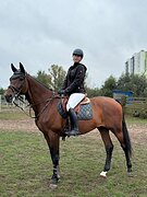 Мерин в конкур/выездку