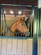 Ганноверский мерин 2022г.р.