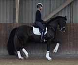 10л. классный мерин