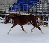 Кобылка 2023 года 