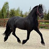 ШИКАРНАЯ РОДОСЛОВНАЯ