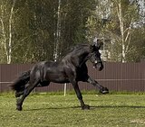 Красивый молодой Фриз NL