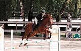 КОБЫЛА-УЧИТЕЛЬ В КОНКУР