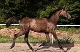 МОЛОДАЯ КОБЫЛКА 