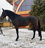 Жеребец 2022 гр импорт