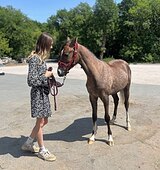 МОЛОДАЯ КОБЫЛКА ПОНИ