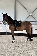 Вестфальский мерин 