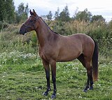 МЕРИН В ХОББИ, ШПРИНТ 110