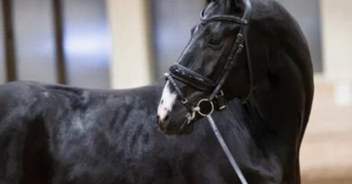 конь мой вороной аккорды. конь любэ ноты. конь мой вороной аккорды. вот пуля просвистела текст. конь любэ текст аккорды.