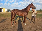МОЛОДОЙ ЖЕРЕБЕЦ • В КОНКУР 