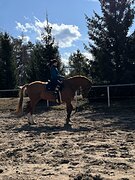 Донской мерин