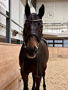 БУДЕННОВСКИЙ МЕРИН 11 ЛЕТ 