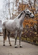 Кобыла 2017 гр, 163 вх
