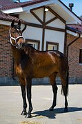 Кобыла
