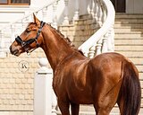 ГОЛШТИНСКИЙ ЖЕРЕБЕЦ