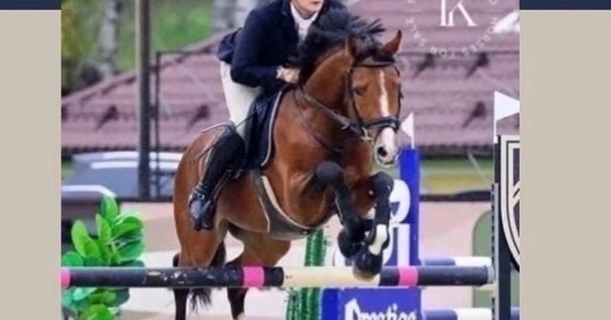 Конный спорт отзывы