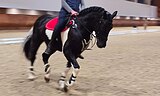 Учебный мерин 2016 гр, 165 вх