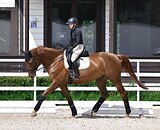 Высокий мерин в выездку