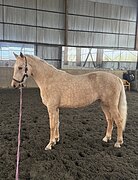 МОЛОДАЯ КОБЫЛКА