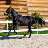 ГАННОВЕРСКИЙ МЕРИН 3 ГОДА
