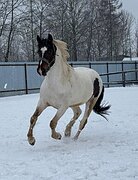 Жеребец 