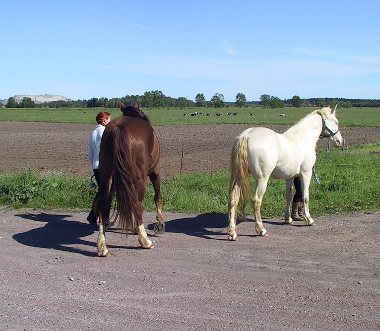 Я с Бароном - слева, а Ирена с Розой - справа за лошадью спряталась. :)