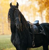 Фризский жеребец Лукас