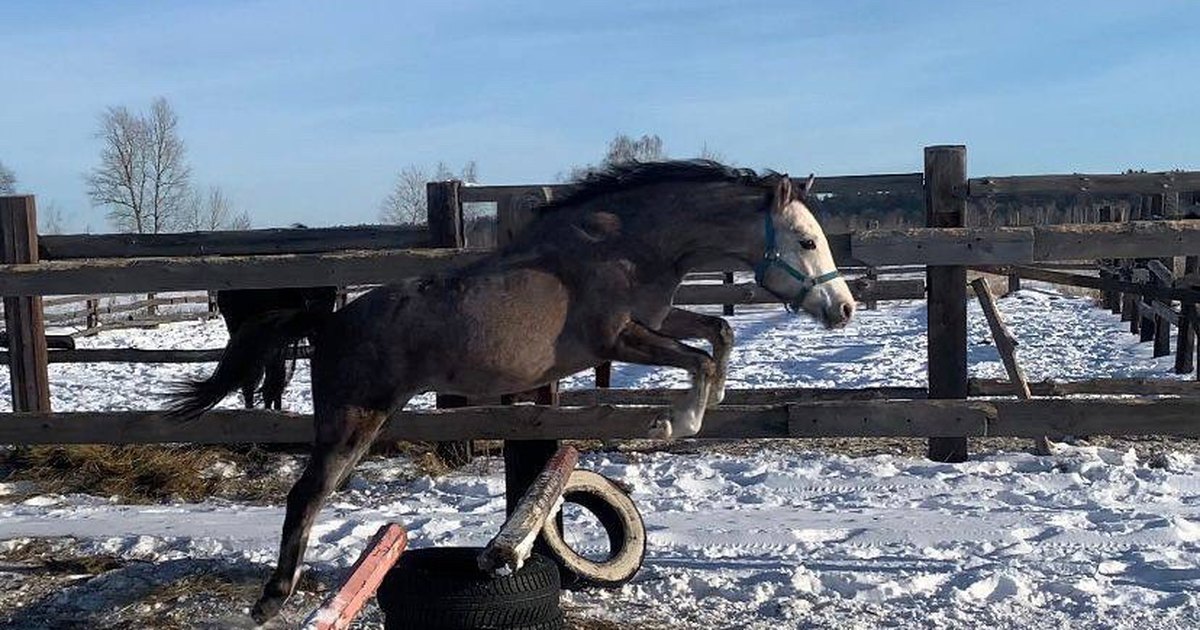Карта большие жеребцы