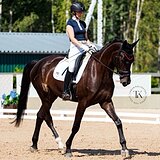 ТРАКЕНЕНСКАЯ КОБЫЛА 6 ЛЕТ 