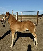 МОЛОДОЙ КРЕПКИЙ ЖЕРЕБЧИК