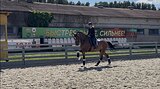 Gelding 2019