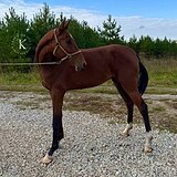 ГНЕДАЯ АХАЛТЕКИНСКАЯ КОБЫЛ