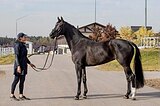 Кобыла