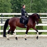 КОБЫЛА 7 ЛЕТ В ВЫЕЗДКУ