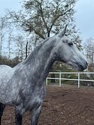 орловец под начинающих