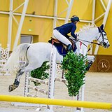 СЕРЫЙ МЕРИН 170 СМ В ХОЛКЕ