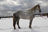 Тяжеловозный мер. 2020 гр