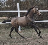 Эксклюзив испанский жеребч