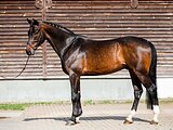 Конкур до 160 см, учитель