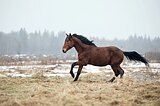 Жеребец 