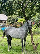 Англо-кабардинский мерин