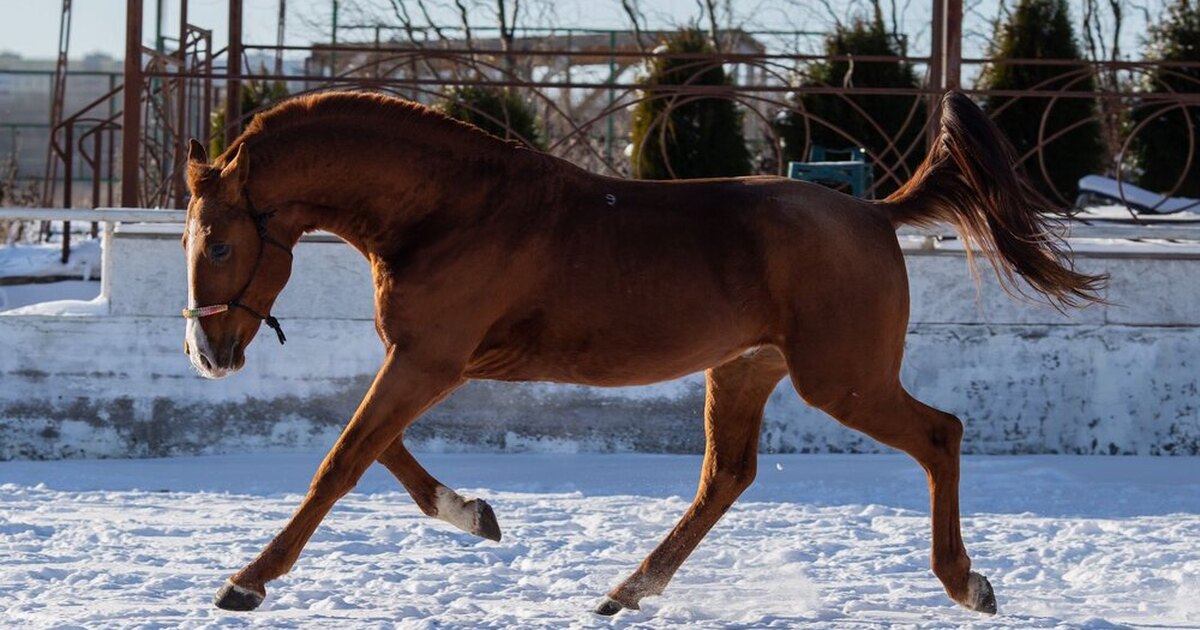 станислав чередниченко выездка. агрогородок минск ратомка. фкср конный спорт. филиппова елена николаевна конный спорт. центр конного спорта и коневодства.
